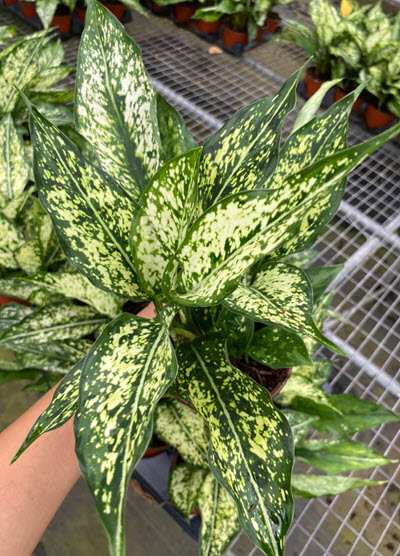4" Aglaonema Snow White